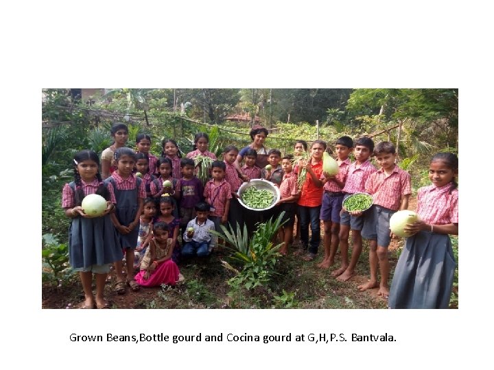 Grown Beans, Bottle gourd and Cocina gourd at G, H, P. S. Bantvala. Grown Beans, Bottle gourd and Cocina gourd at G, H, P. S. Bantvala.