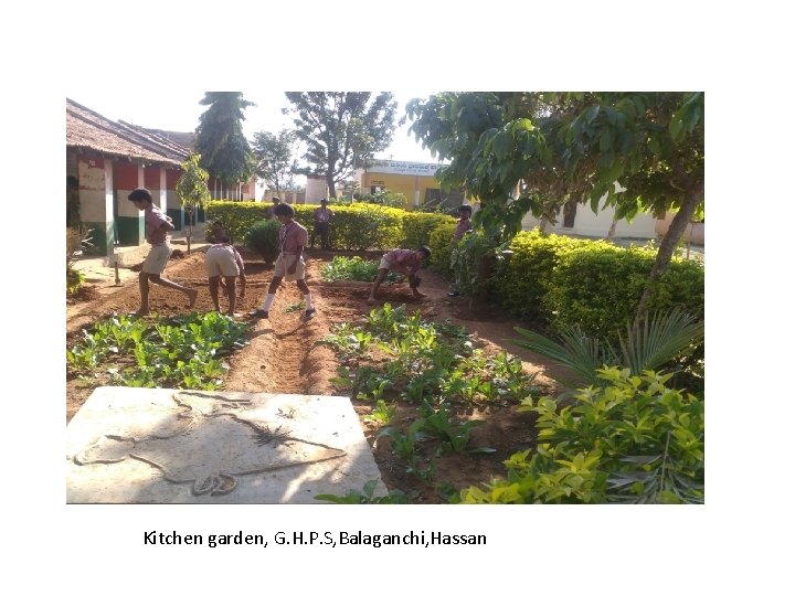 Kitchen garden, G. H. P. S, Balaganchi, Hassan Kitchen garden, G. H. P. S, Balaganchi, Hassan