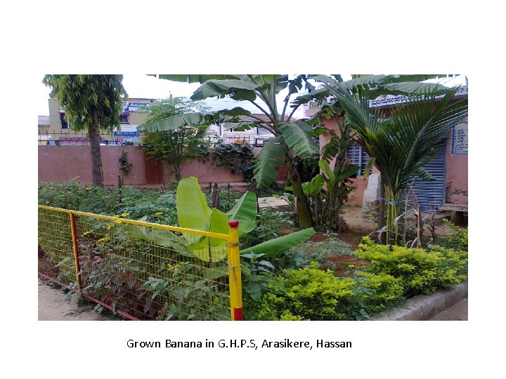 Grown Banana in G. H. P. S, Arasikere, Hassan Grown Banana in G. H. P. S, Arasikere, Hassan
