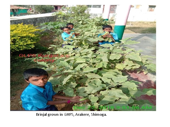 Brinjal grown in GHPS, Arakere, Shimoga. Brinjal grown in GHPS, Arakere, Shimoga.