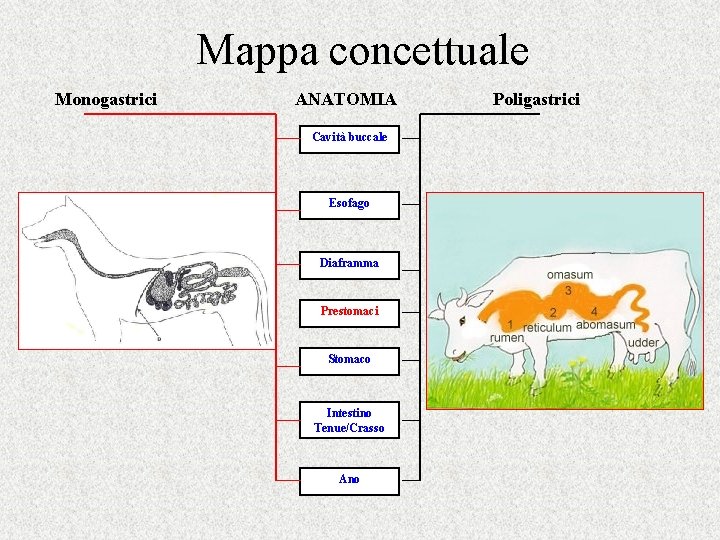 Mappa concettuale Monogastrici ANATOMIA Cavità buccale Esofago Diaframma Prestomaci Stomaco Intestino Tenue/Crasso Ano Poligastrici