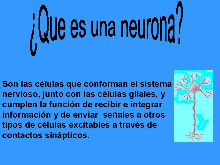 Son las células que conforman el sistema nervioso, junto con las células gliales, y Son las células que conforman el sistema nervioso, junto con las células gliales, y