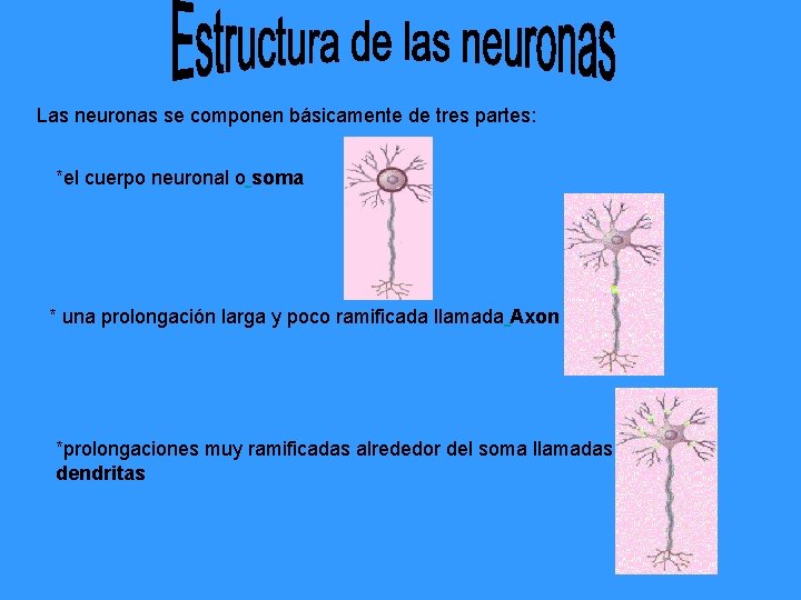 Las neuronas se componen básicamente de tres partes: *el cuerpo neuronal o soma * Las neuronas se componen básicamente de tres partes: *el cuerpo neuronal o soma *