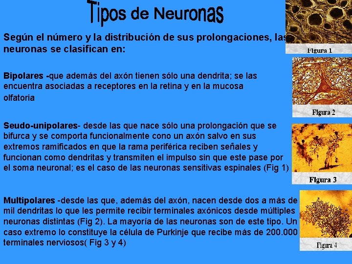 Según el número y la distribución de sus prolongaciones, las neuronas se clasifican en: Según el número y la distribución de sus prolongaciones, las neuronas se clasifican en: