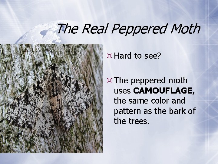 The Real Peppered Moth Hard to see? The peppered moth uses CAMOUFLAGE, the same