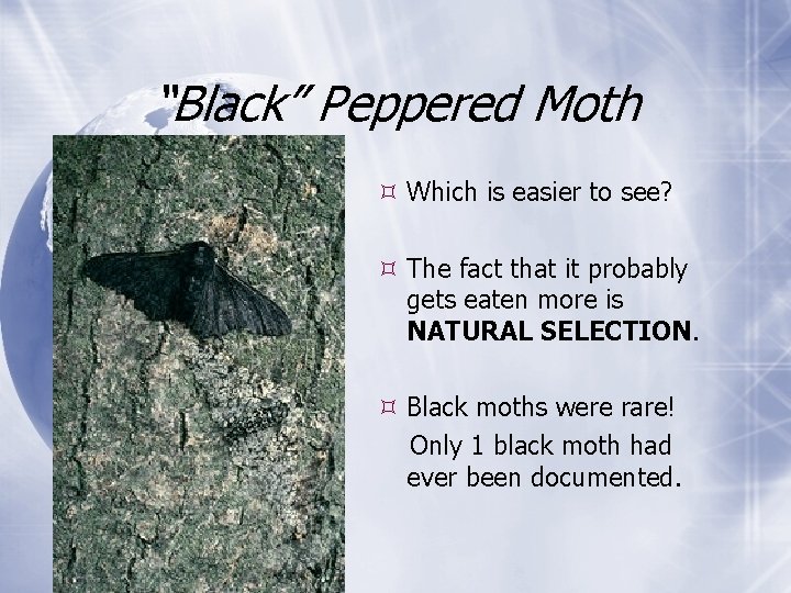 “Black” Peppered Moth Which is easier to see? The fact that it probably gets