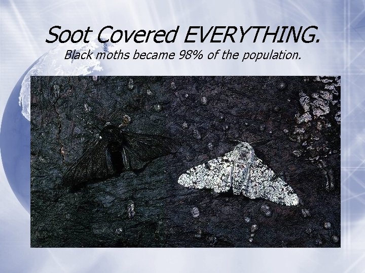 Soot Covered EVERYTHING. Black moths became 98% of the population. 