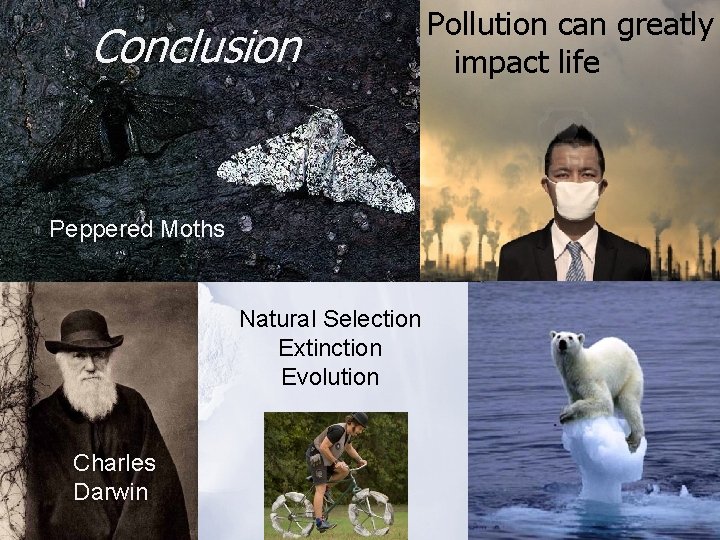 Conclusion Peppered Moths Natural Selection Extinction Evolution Charles Darwin Pollution can greatly impact life