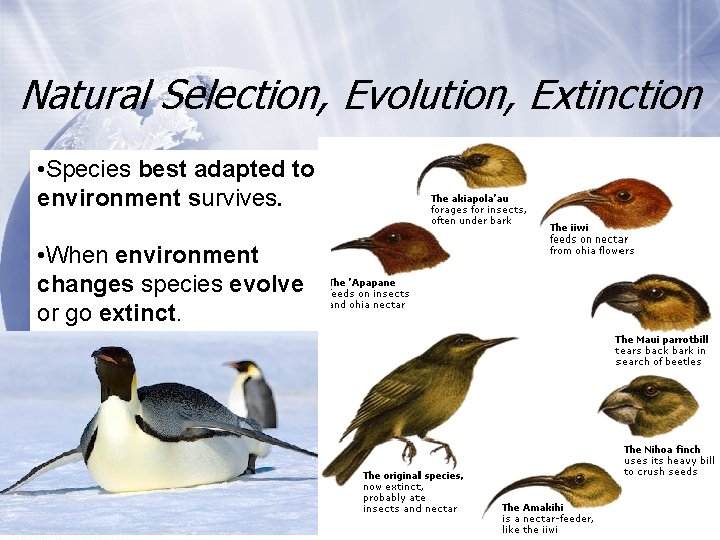 Natural Selection, Evolution, Extinction • Species best adapted to environment survives. • When environment