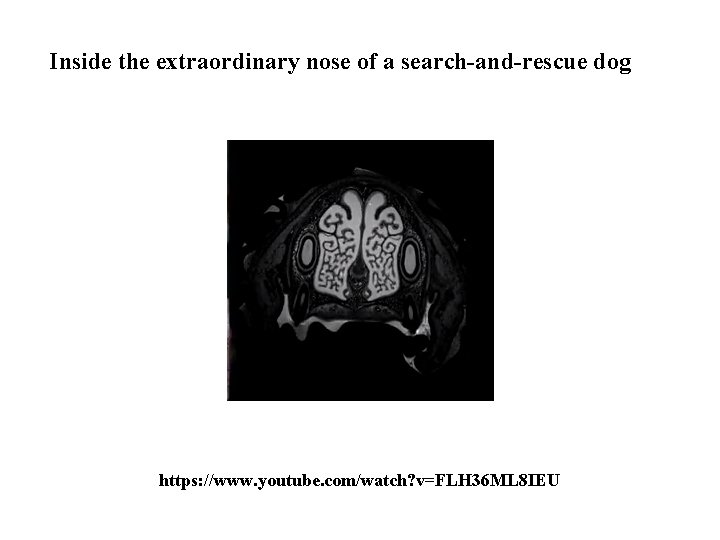 Inside the extraordinary nose of a search-and-rescue dog https: //www. youtube. com/watch? v=FLH 36 Inside the extraordinary nose of a search-and-rescue dog https: //www. youtube. com/watch? v=FLH 36