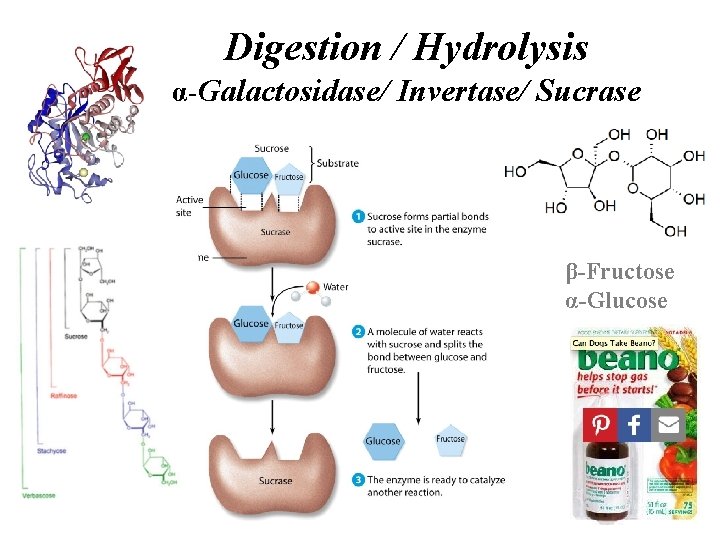 Digestion / Hydrolysis α-Galactosidase/ Invertase/ Sucrase β-Fructose α-Glucose Digestion / Hydrolysis α-Galactosidase/ Invertase/ Sucrase β-Fructose α-Glucose