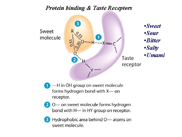 Protein binding & Taste Receptors • Sweet • Sour • Bitter • Salty • Protein binding & Taste Receptors • Sweet • Sour • Bitter • Salty •