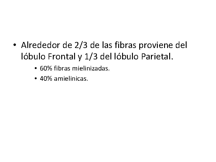  • Alrededor de 2/3 de las fibras proviene del lóbulo Frontal y 1/3