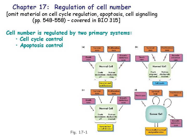 Chapter 17 Regulation of cell number omit material