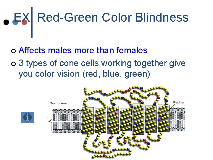 EX: Red-Green Color Blindness Affects males more than females ¢ 3 types of cone EX: Red-Green Color Blindness Affects males more than females ¢ 3 types of cone