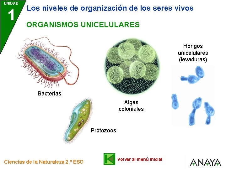 UNIDAD 1 Los niveles de organización de los seres vivos ORGANISMOS UNICELULARES Hongos unicelulares