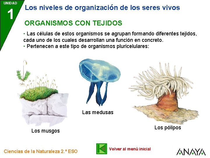 UNIDAD 1 Los niveles de organización de los seres vivos ORGANISMOS CON TEJIDOS •