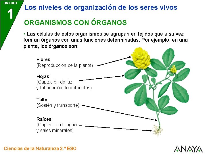 UNIDAD 1 Los niveles de organización de los seres vivos ORGANISMOS CON ÓRGANOS •