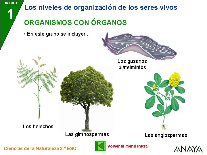 UNIDAD 1 Los niveles de organización de los seres vivos ORGANISMOS CON ÓRGANOS •