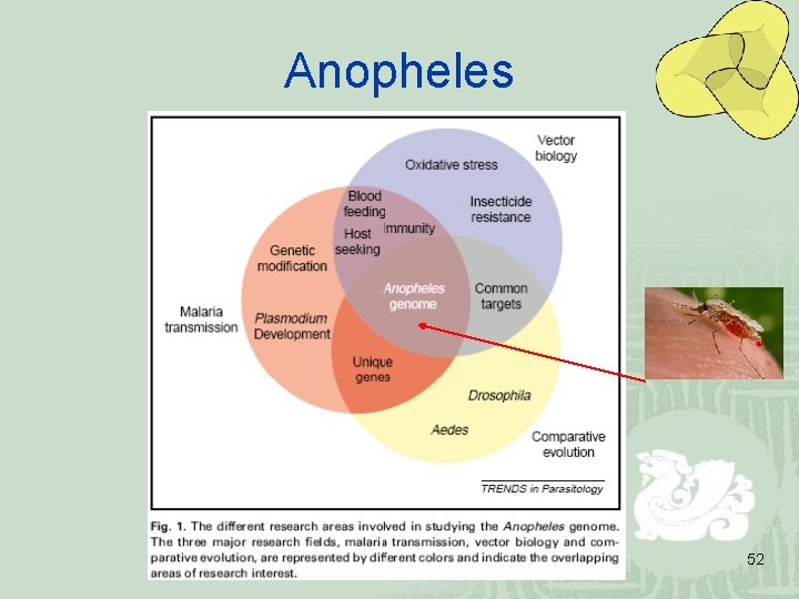 Anopheles 52 