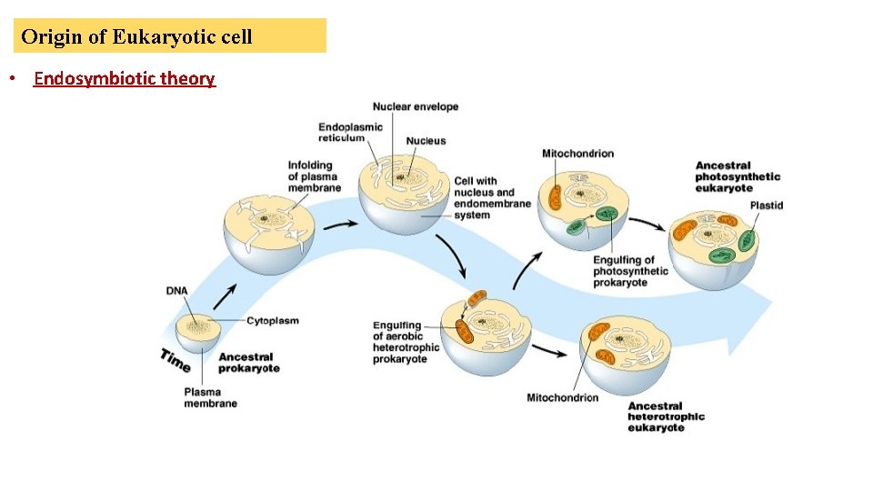 Origin of Eukaryotic cell • Endosymbiotic theory 