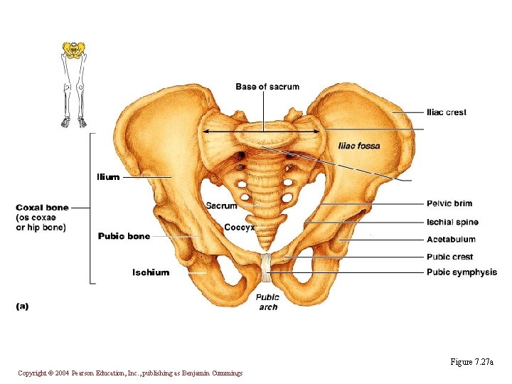 Figure 7. 27 a Copyright © 2004 Pearson Education, Inc. , publishing as Benjamin