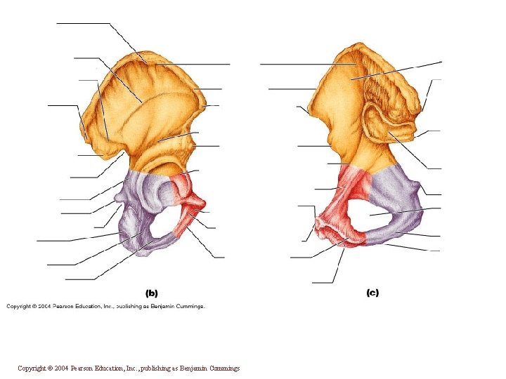 Copyright © 2004 Pearson Education, Inc. , publishing as Benjamin Cummings 