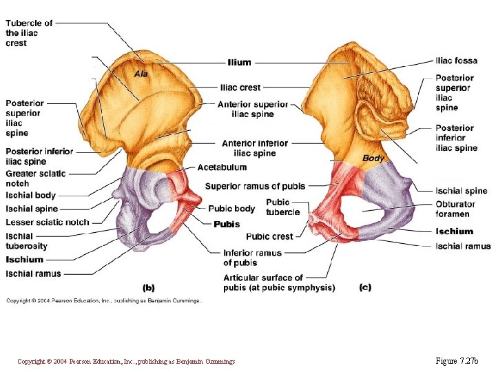 Copyright © 2004 Pearson Education, Inc. , publishing as Benjamin Cummings Figure 7. 27