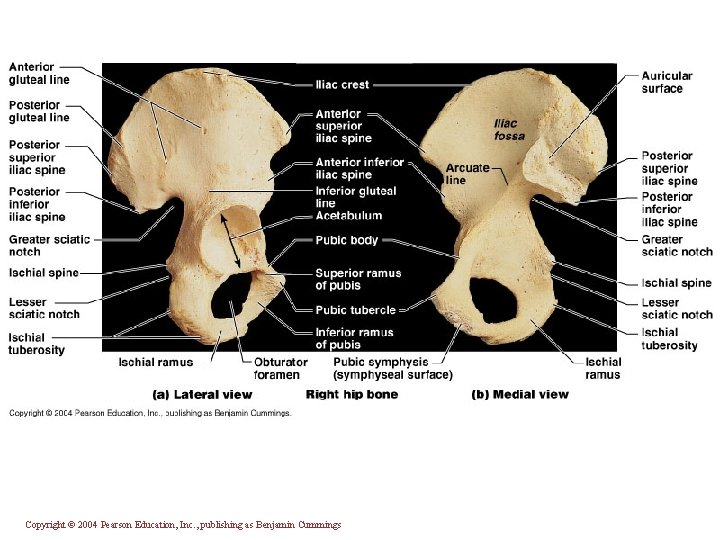 Copyright © 2004 Pearson Education, Inc. , publishing as Benjamin Cummings 