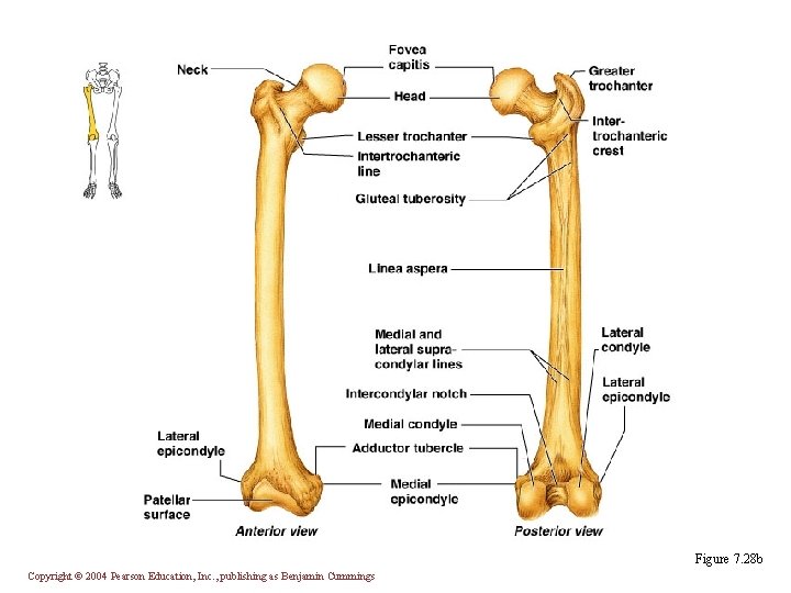 Figure 7. 28 b Copyright © 2004 Pearson Education, Inc. , publishing as Benjamin