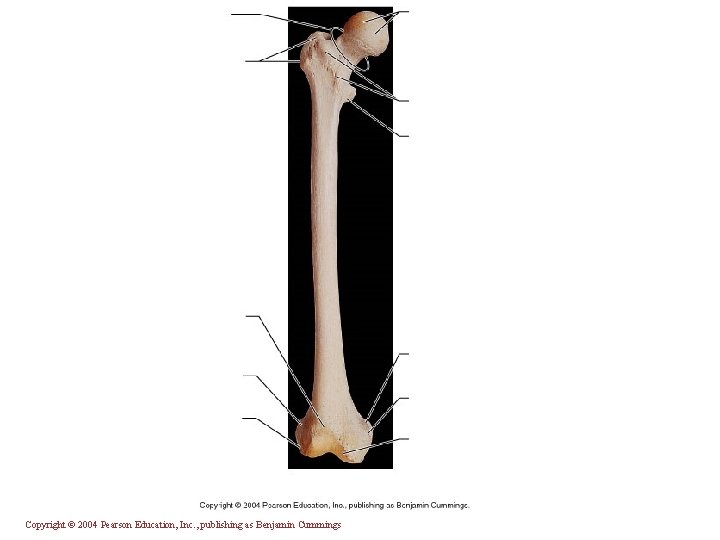 Copyright © 2004 Pearson Education, Inc. , publishing as Benjamin Cummings 