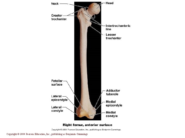 Copyright © 2004 Pearson Education, Inc. , publishing as Benjamin Cummings 