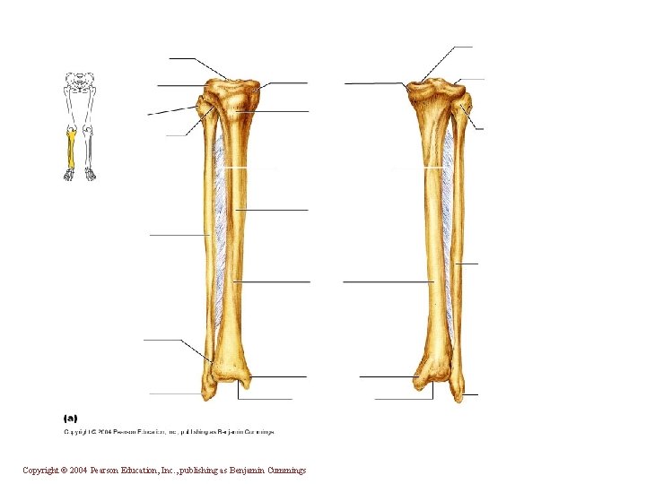 Copyright © 2004 Pearson Education, Inc. , publishing as Benjamin Cummings 