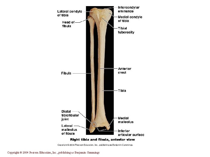 Copyright © 2004 Pearson Education, Inc. , publishing as Benjamin Cummings 