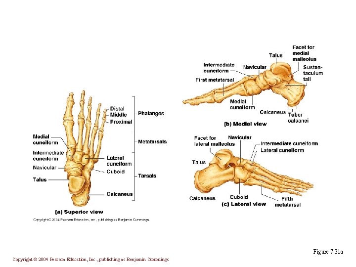 Figure 7. 31 a Copyright © 2004 Pearson Education, Inc. , publishing as Benjamin