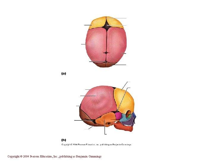 Copyright © 2004 Pearson Education, Inc. , publishing as Benjamin Cummings 