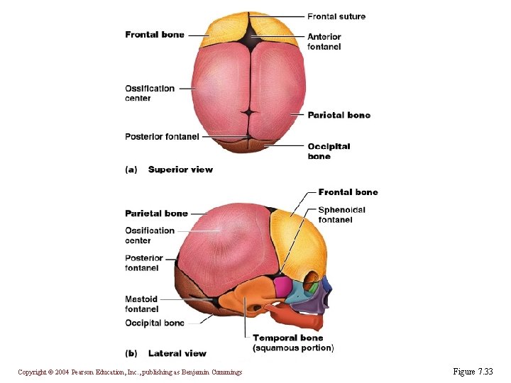 Copyright © 2004 Pearson Education, Inc. , publishing as Benjamin Cummings Figure 7. 33