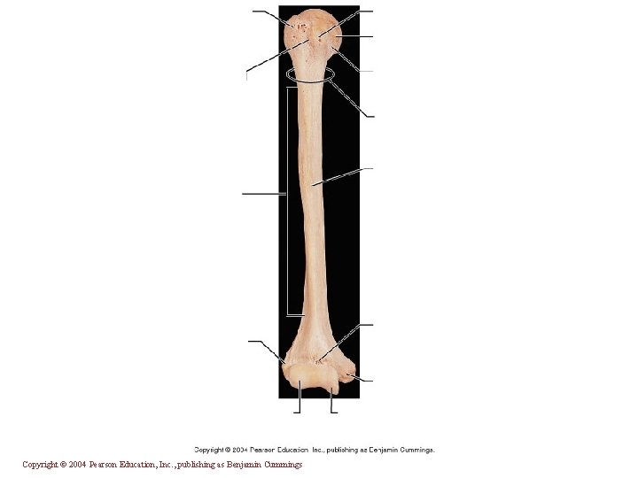 Copyright © 2004 Pearson Education, Inc. , publishing as Benjamin Cummings 