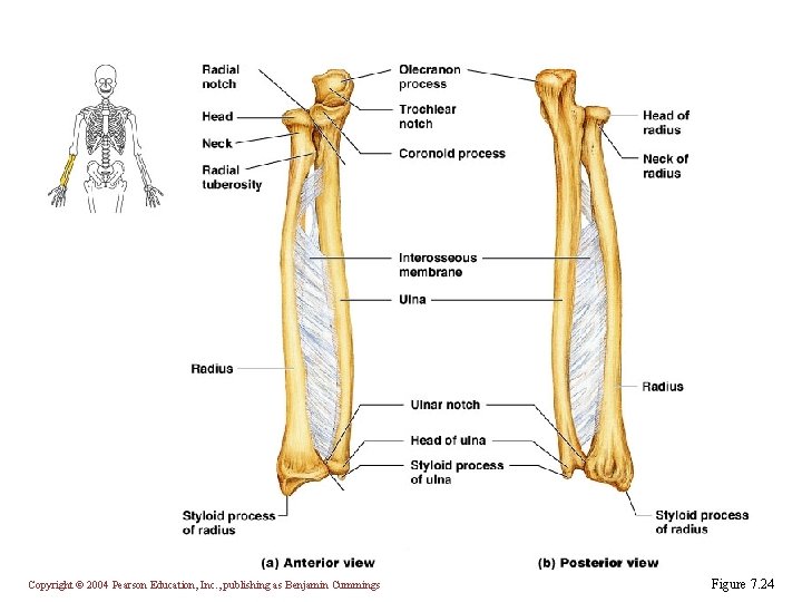 Copyright © 2004 Pearson Education, Inc. , publishing as Benjamin Cummings Figure 7. 24