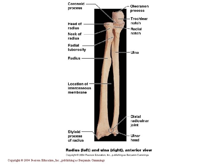 Copyright © 2004 Pearson Education, Inc. , publishing as Benjamin Cummings 