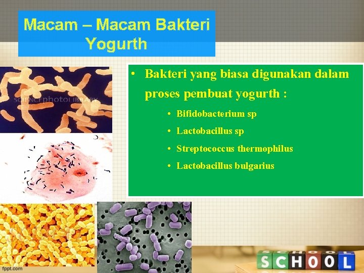 Macam – Macam Bakteri Yogurth • Bakteri yang biasa digunakan dalam proses pembuat yogurth