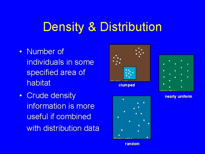 Density & Distribution • Number of individuals in some specified area of habitat clumped