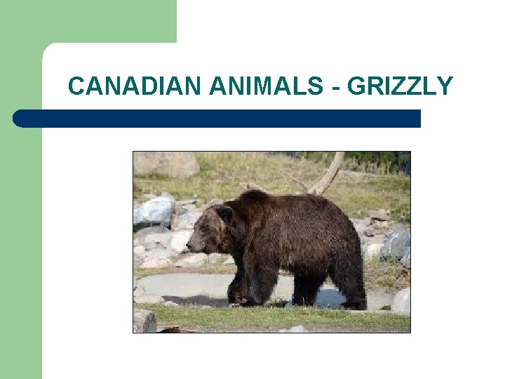 CANADIAN ANIMALS - GRIZZLY 