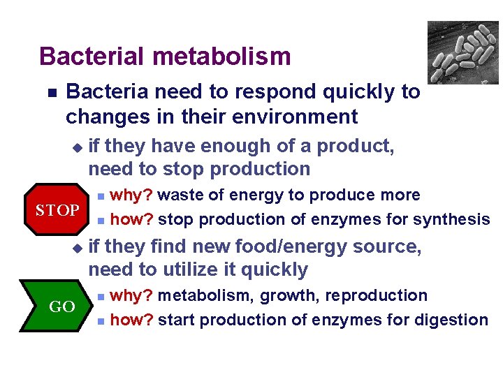 Bacterial metabolism Bacteria need to respond quickly to changes in their environment STOP GO