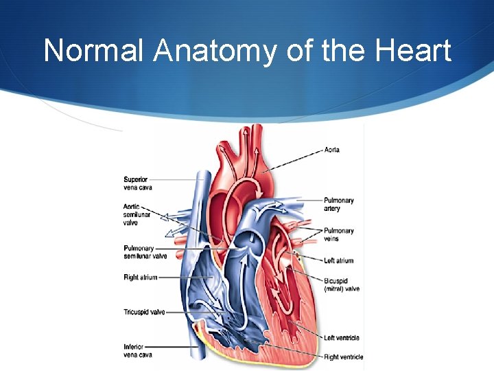 Normal Anatomy of the Heart 