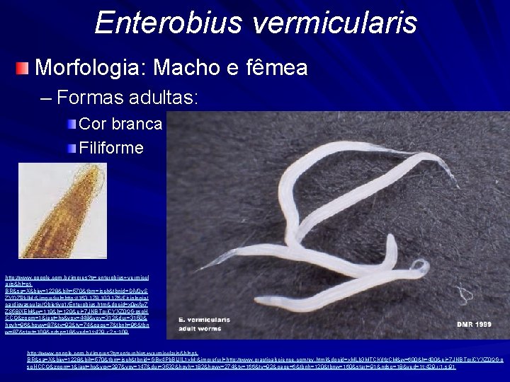 Enterobius vermicularis Morfologia: Macho e fêmea – Formas adultas: Cor branca Filiforme http: //www.