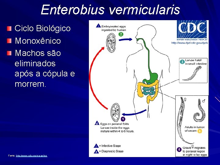 Enterobius vermicularis Ciclo Biológico Monoxênico Machos são eliminados após a cópula e morrem. Fonte: