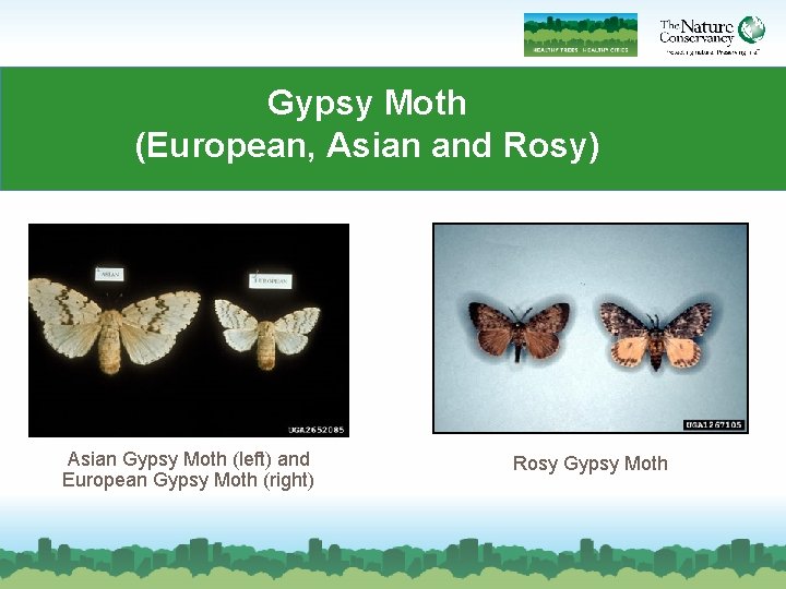 Gypsy Moth (European, Asian and Rosy) Asian Gypsy Moth (left) and European Gypsy Moth Gypsy Moth (European, Asian and Rosy) Asian Gypsy Moth (left) and European Gypsy Moth