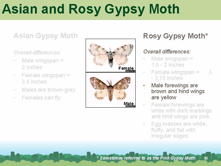 Asian and Rosy Gypsy Moth Asian Gypsy Moth Rosy Gypsy Moth* Overall differences: • Asian and Rosy Gypsy Moth Asian Gypsy Moth Rosy Gypsy Moth* Overall differences: •
