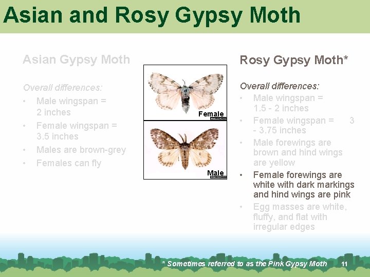 Asian and Rosy Gypsy Moth Asian Gypsy Moth Rosy Gypsy Moth* Overall differences: • Asian and Rosy Gypsy Moth Asian Gypsy Moth Rosy Gypsy Moth* Overall differences: •